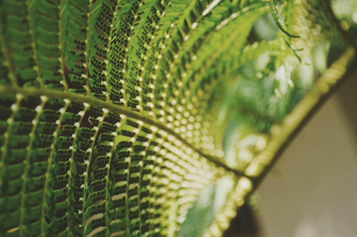 Sunlight passing through the underside of a green fern frond