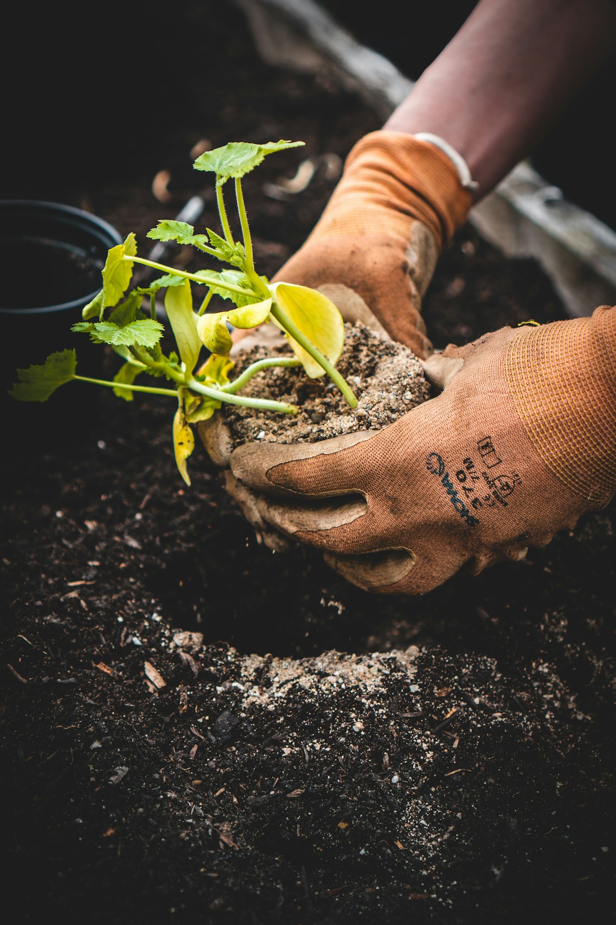 Gloved hands holding a seedling and root ball above garden soil